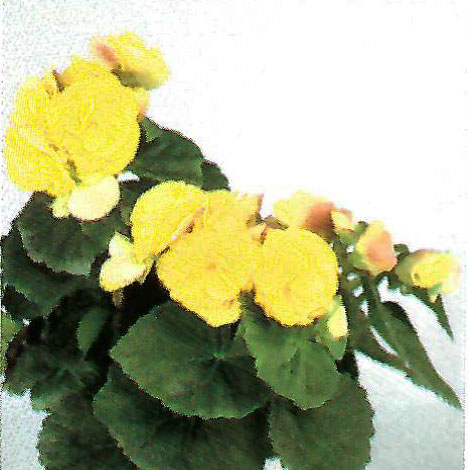B. ‘Balaleika’
